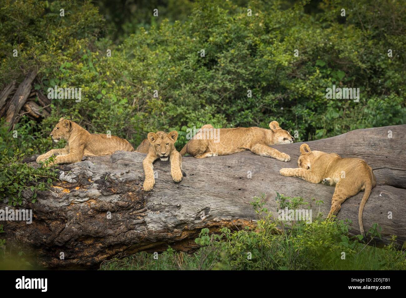 Löwenjungen liegen auf einem großen Baumstamm in grün bush in Ngorongoro Krater in Tansania Stockfoto