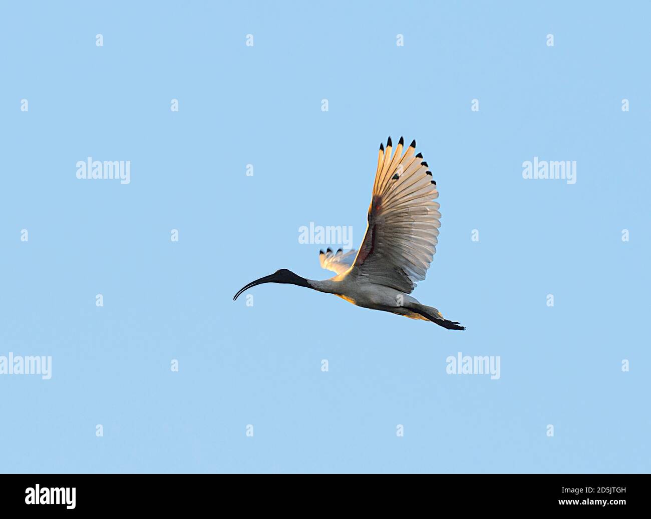 Australian White Ibis (Threskiornis molucca) im Flug mit offenem Schnabel, Schiefe Baum Lagune, Marrakesch, Northern Territory, NT, Australien Stockfoto