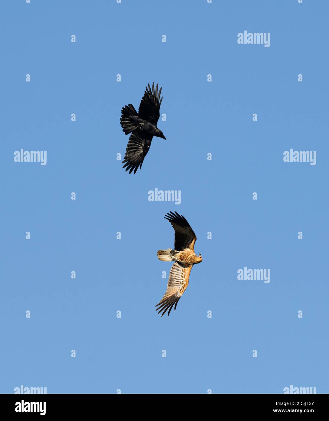 Torresian Crow (Corvus orru) und Whistling Kite (Haliastur sphenurus) Kampf in der Luft, Schiefe Baum Lagune, Marrakesch, Northern Territory, NT, Aust Stockfoto