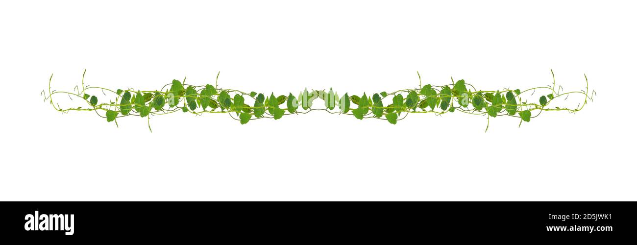 Herzförmige grüne Blätter Kletterreben Efeu von Kuhslip Creeper (Telosma cordata) die kriechende Waldpflanze wächst in wild isoliert auf weißem Backgroun Stockfoto