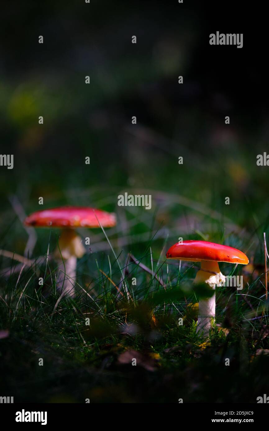 Mehrere rote Pilz mit weißen Punkten in einem Strahl von Sonnenlicht, rote Amanita, fliegen agaric. Dunkle Szene auf einem nassen Waldboden mit Gras und braunem Herbst Stockfoto