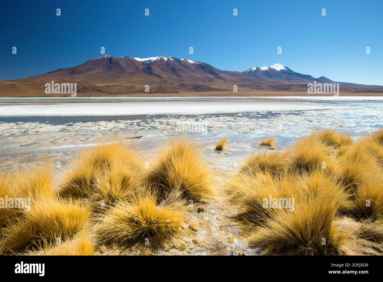 Laguna Hedionda Landschaft, Altiplano - Bolivien. Südamerika. Stockfoto