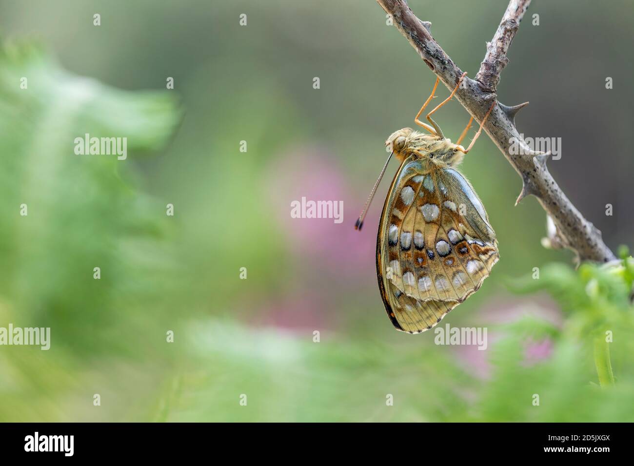 Hoher brauner Fritillary Butterfly; Fabriciana adippe; Weiblich; Großbritannien Stockfoto