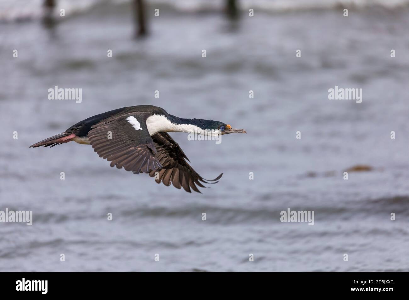 Imperial Cormorant; oder Shag; Phalacrocorax atriceps; Flug; Chile Stockfoto