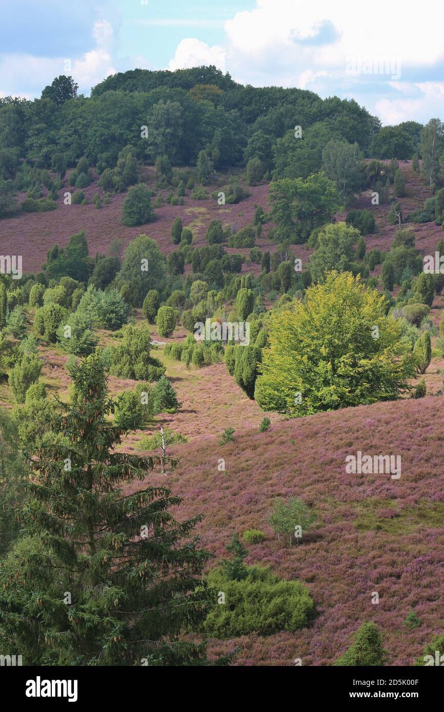 Im Naturschutzgebiet Lüneburger Heide. Ein berühmtes Reiseziel für Wanderer und Naturliebhaber. In Der Nähe Von Wilsede, Norddeutschland, Europa. Stockfoto