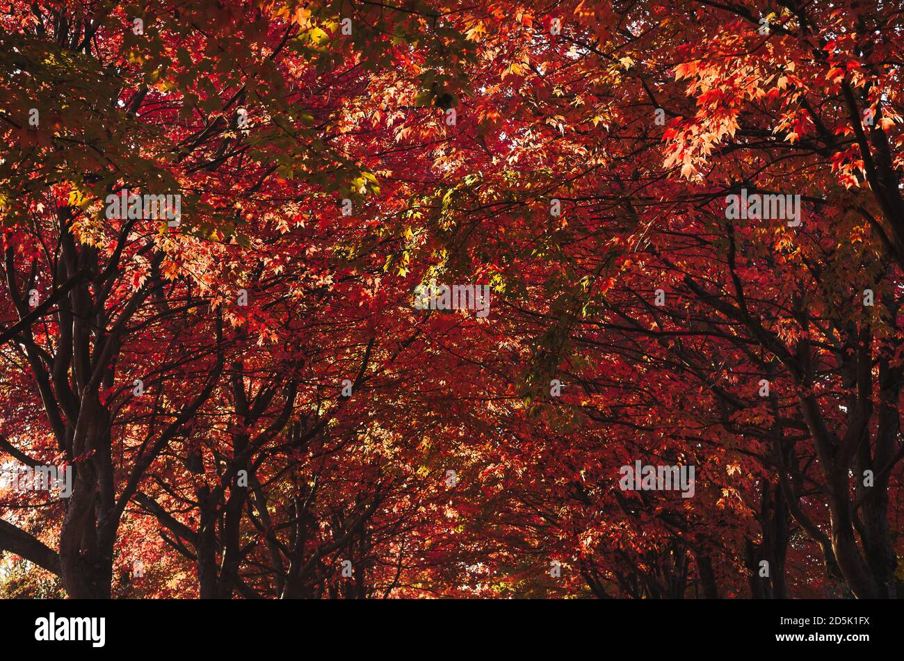 Ein künstlerisches Foto des Baldachins von roten Ahornbäumen. Ein sonniger Herbsttag in einer East Vancouver Nachbarschaft. Stockfoto