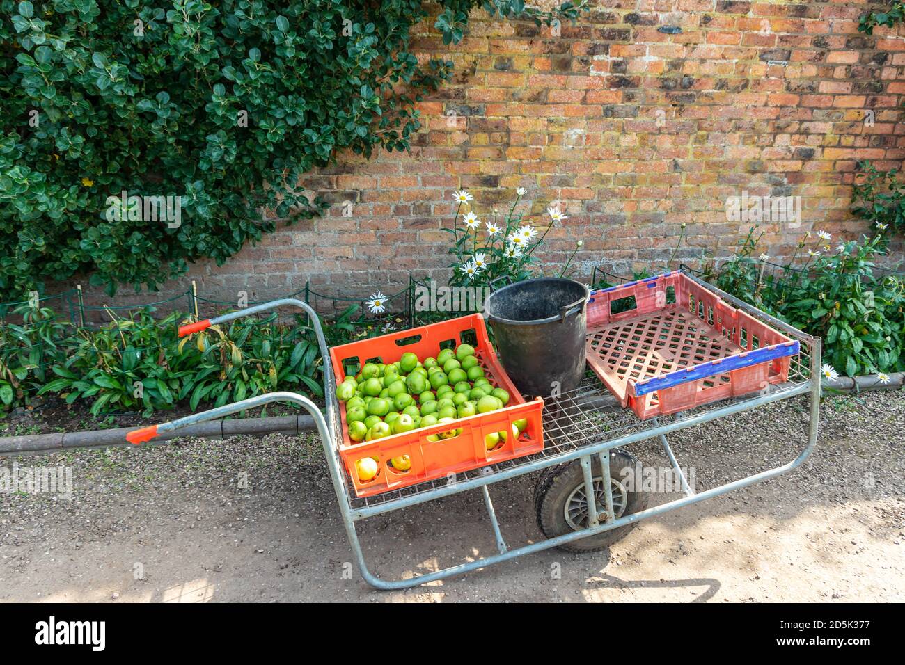 Große alte Schubkarre in einem Garten mit Kisten halb mit Ernte von grünen Äpfeln gefüllt. Stockfoto