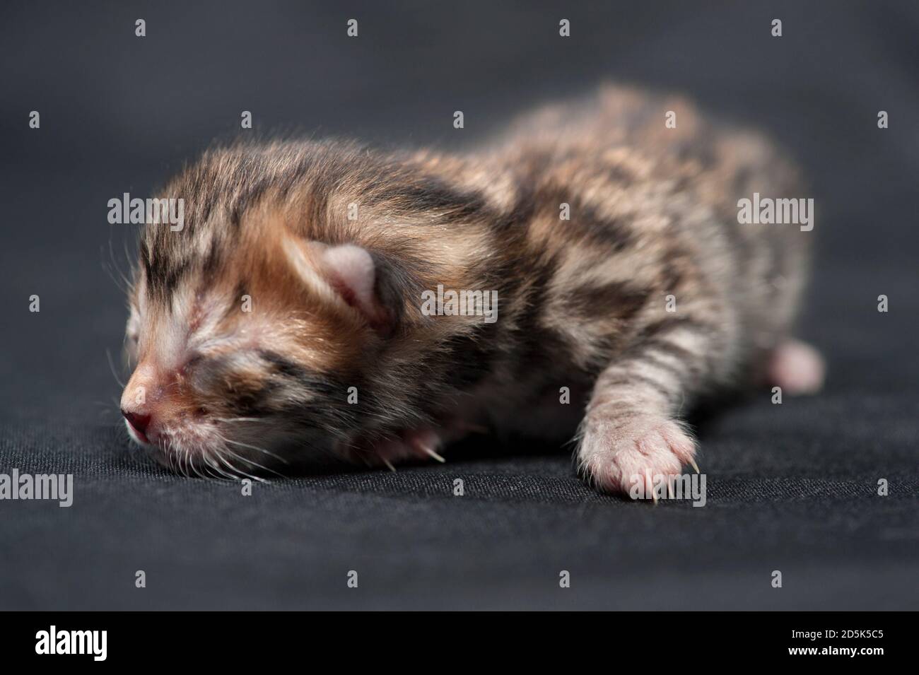 Tag altes bengalisches Kätzchen mit noch geschlossenen Augen. Stockfoto