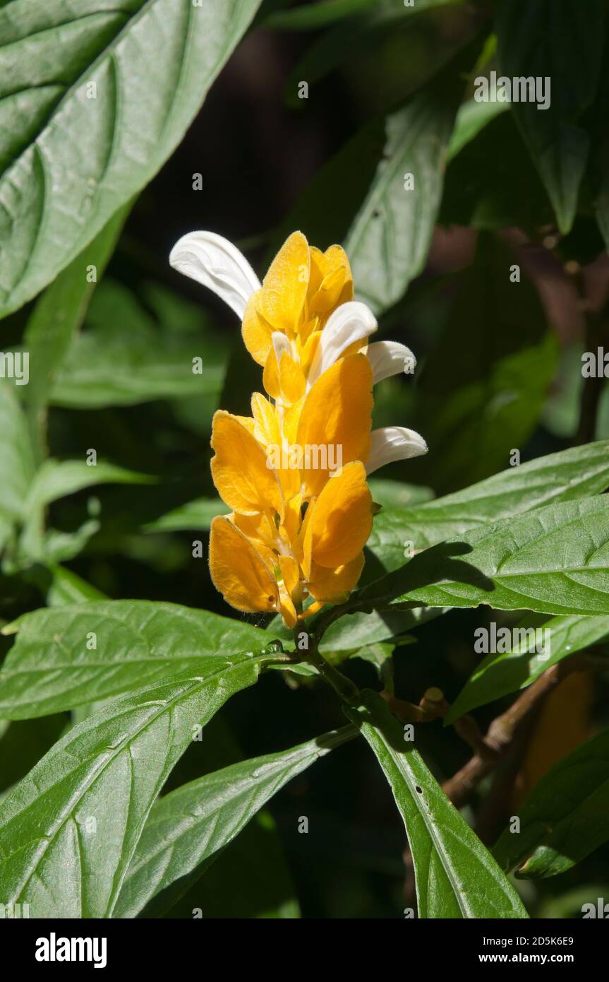 Sydney Australien, weiße Blüten, die aus überlappenden hellgelben Brakten einer Pachystachys lutea- oder Lollipop-Pflanze hervorgehen Stockfoto