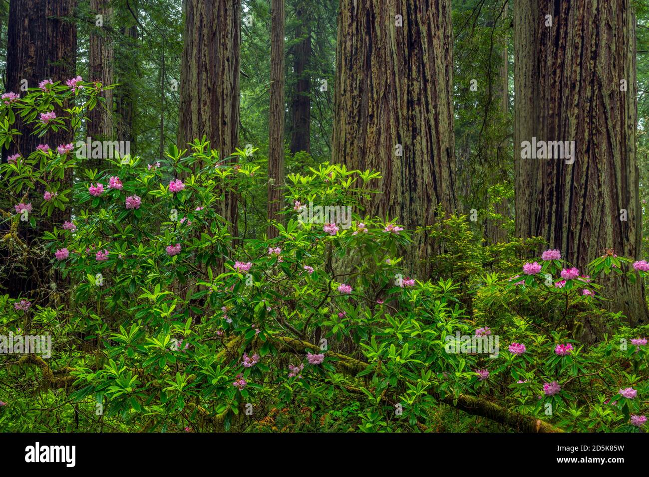 Rhododendron, Damnation Creek, Del Norte Redwoods State Park, Redwood National- und State Parks, Kalifornien Stockfoto
