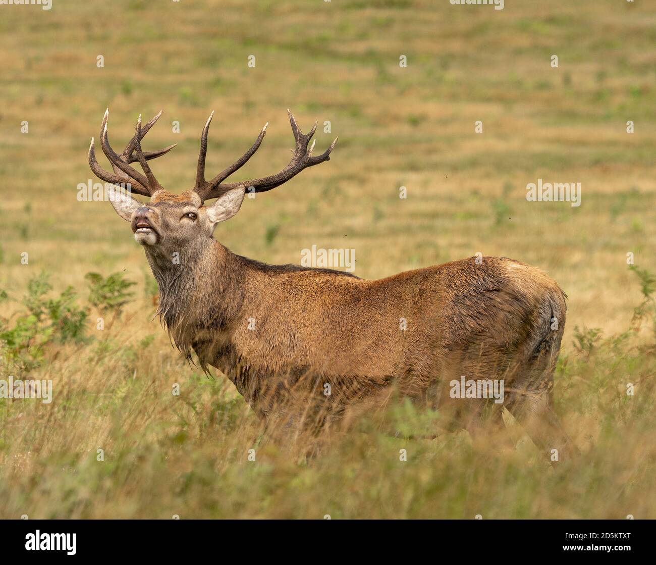 Rotwild-Hirsch Stockfoto