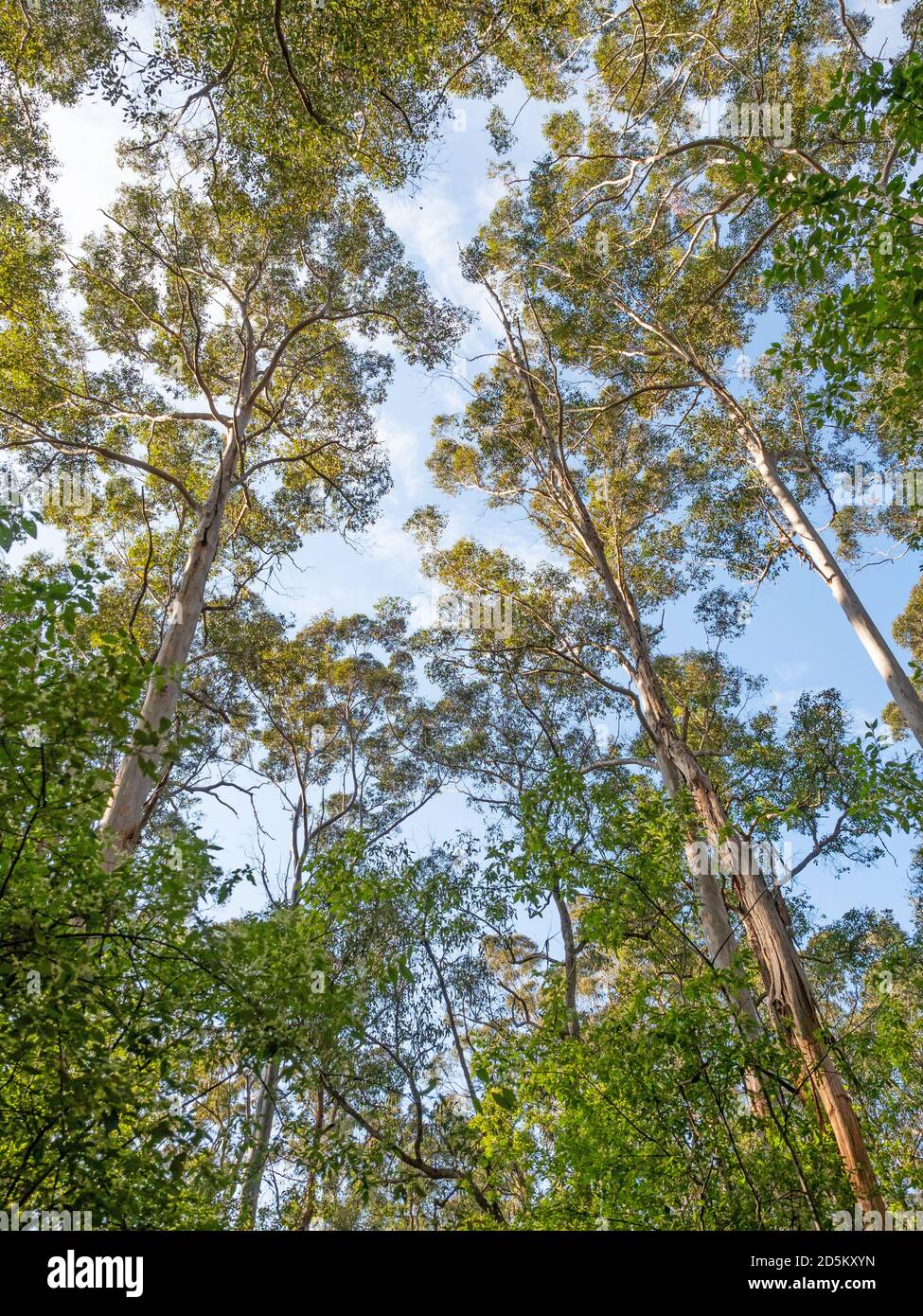 Eine Baumgruppe, die im Wald am Donnelly River im Südwesten Australiens nach dem Himmel greift. Stockfoto