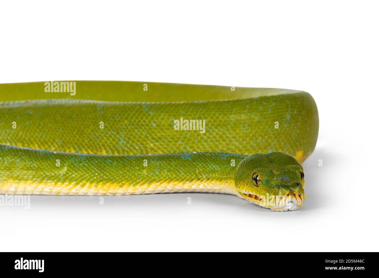 Detail des Kopfes von erwachsenen Green Tree Python aka Morelia viridis auf flacher Oberfläche. Isoliert auf weißem Hintergrund. Stockfoto