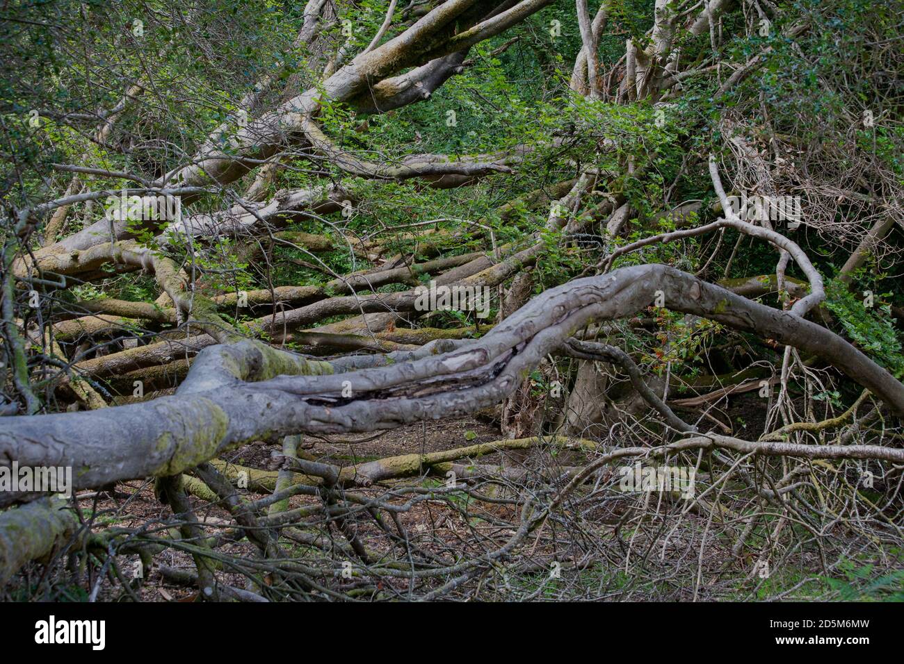 Verdrehte Zweige im New Forest, England. Hintergrund Natur Wald Bäume Äste. Stockfoto