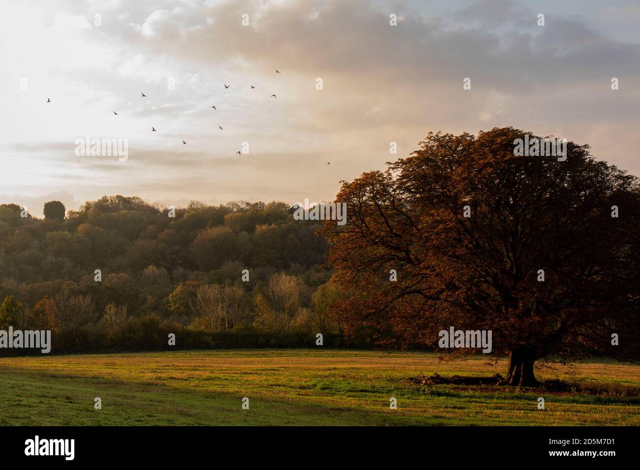 Cardiff, Wales, Großbritannien. Oktober 2020. Ein Vogelschwarm fliegt über einem Baum, der herbstliche Farben zeigt, als die Sonne in Cardiff aufgeht. Kredit: Mark Hawkins/Alamy Live Nachrichten Stockfoto