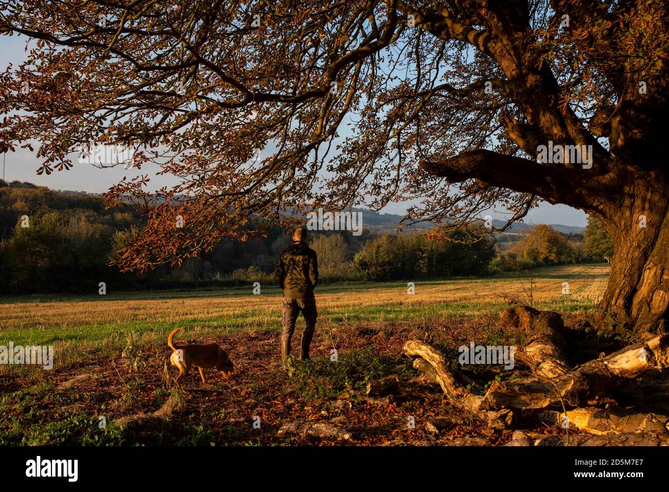 Cardiff, Wales, Großbritannien. Oktober 2020. Ein Mann und ein Hund gehen bei einem morgendlichen Spaziergang in Cardiff unter einem Baum mit herbstlichen Farben. Kredit: Mark Hawkins/Alamy Live Nachrichten Stockfoto