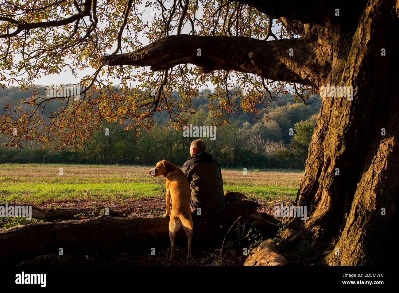Cardiff, Wales, Großbritannien. Oktober 2020. Ein Mann und ein Hund ruhen unter einem Baum, der herbstliche Farben zeigt, während eines morgendlichen Spaziergangs in Cardiff. Kredit: Mark Hawkins/Alamy Live Nachrichten Stockfoto