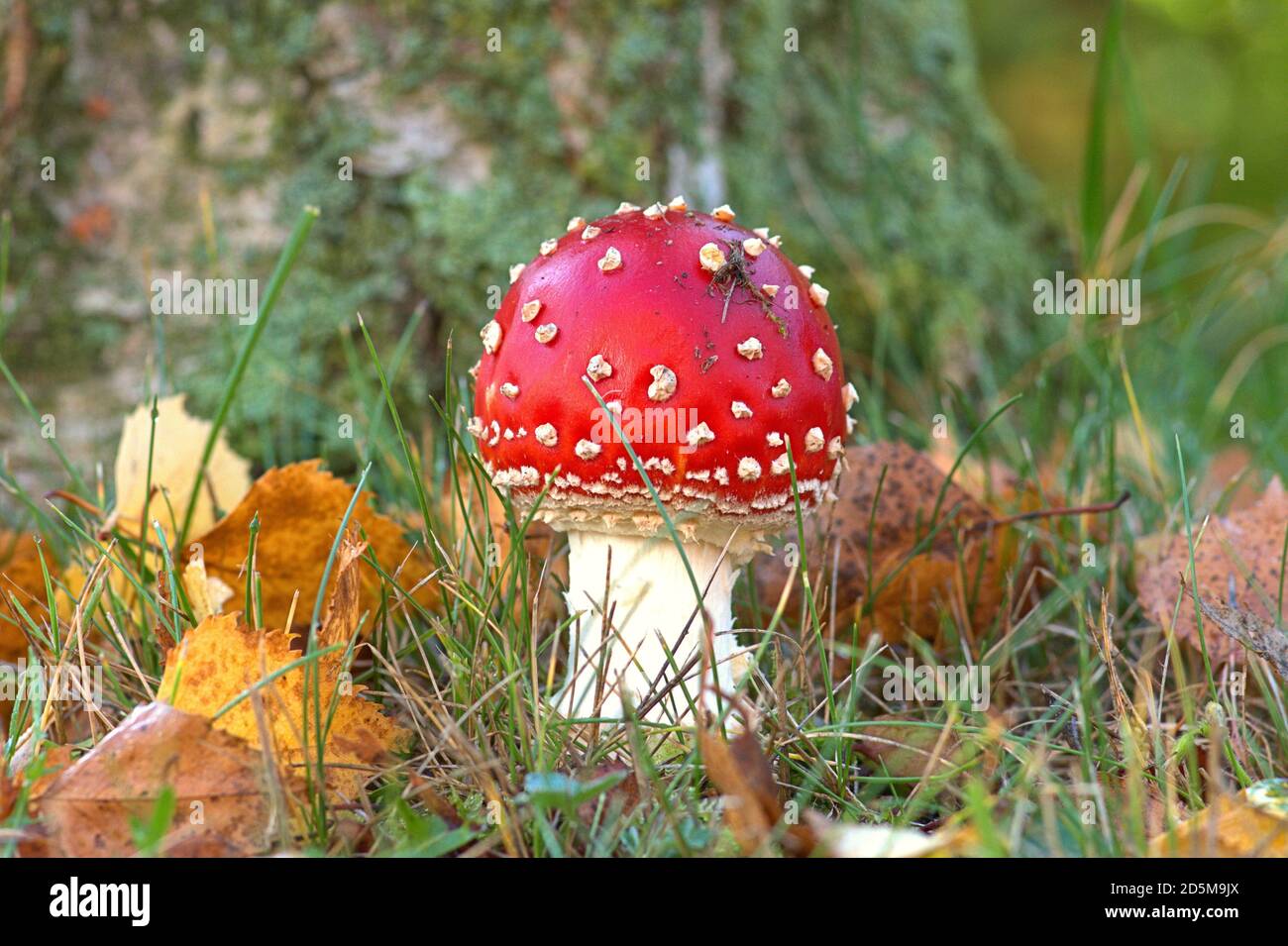 13. Oktober 2020, Schleswig, eine kleine rote Fliege-Agarie (Amanita muscaria), ein giftiger Pilz, aus der Familie der Amanita auf dem Stamm einer Birke. Klasse: Agaricomycetes, Unterklasse: Agaricomycetidae, Ordnung: Pilzartig (Agaricales), Familie: Amanitaceae, Gattung: Amanita, Art: Toadstool, weltweit im Einsatz Stockfoto