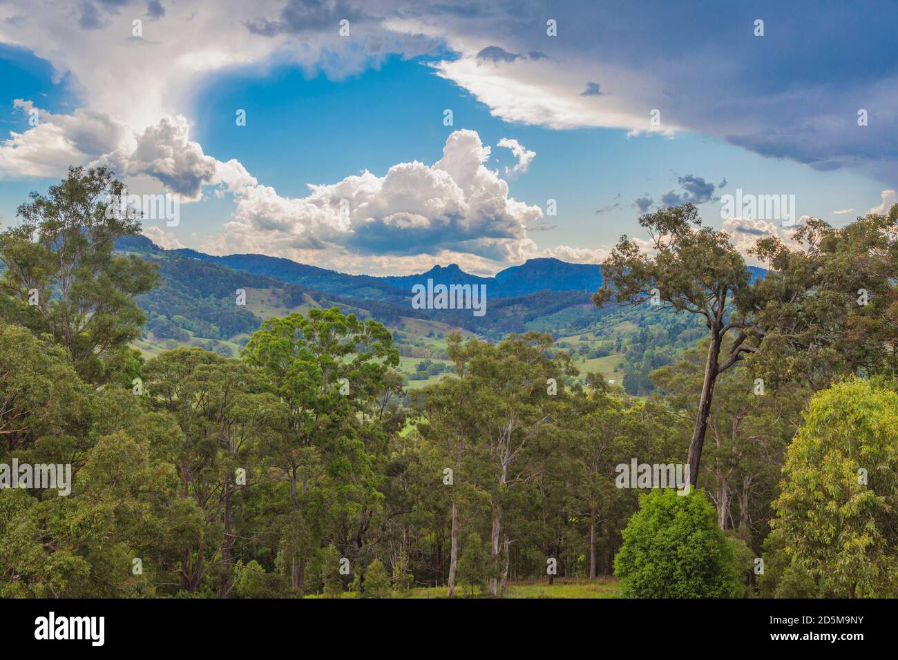 Buschland im Landesinneren von der Gold Coast, Queensland, Australien. Stockfoto