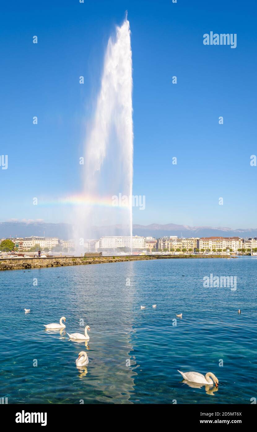 Ein Regenbogen erscheint an einem sonnigen Morgen auf dem Jet d'Eau Wasserstrahlbrunnen in der Bucht von Genf mit Schwanen, die im Vordergrund auf dem Wasser schweben. Stockfoto