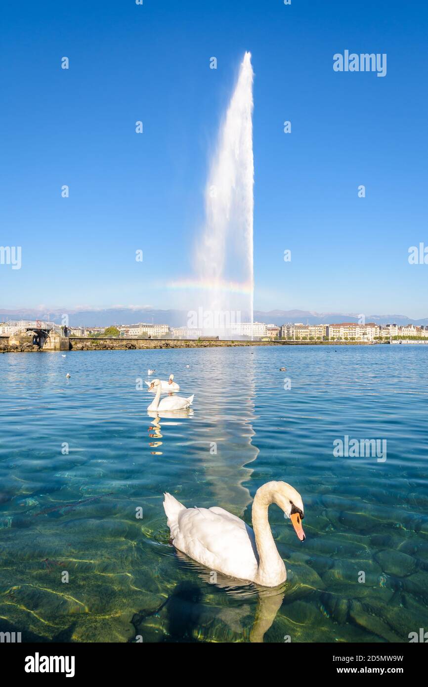 An einem sonnigen Morgen treiben Schwäne auf dem ruhigen Wasser der Genfer Bucht und ein Regenbogen erscheint auf dem Jet d'Eau Wasserstrahlbrunnen. Stockfoto