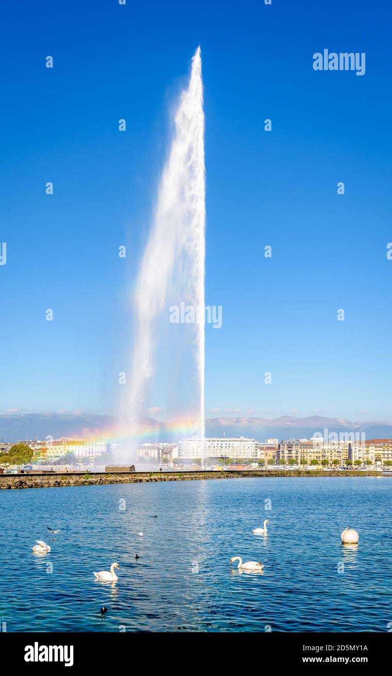 Ein Regenbogen erscheint an einem sonnigen Morgen auf dem Jet d'Eau Wasserstrahlbrunnen in der Bucht von Genf mit Schwanen, die im Vordergrund auf dem Wasser schweben. Stockfoto
