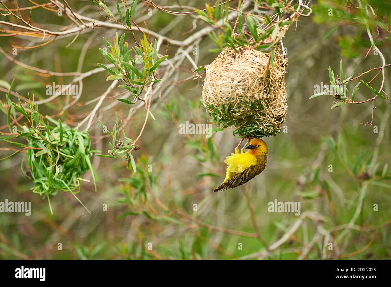 Cape Weaver Vogelbau Nest Stockfoto