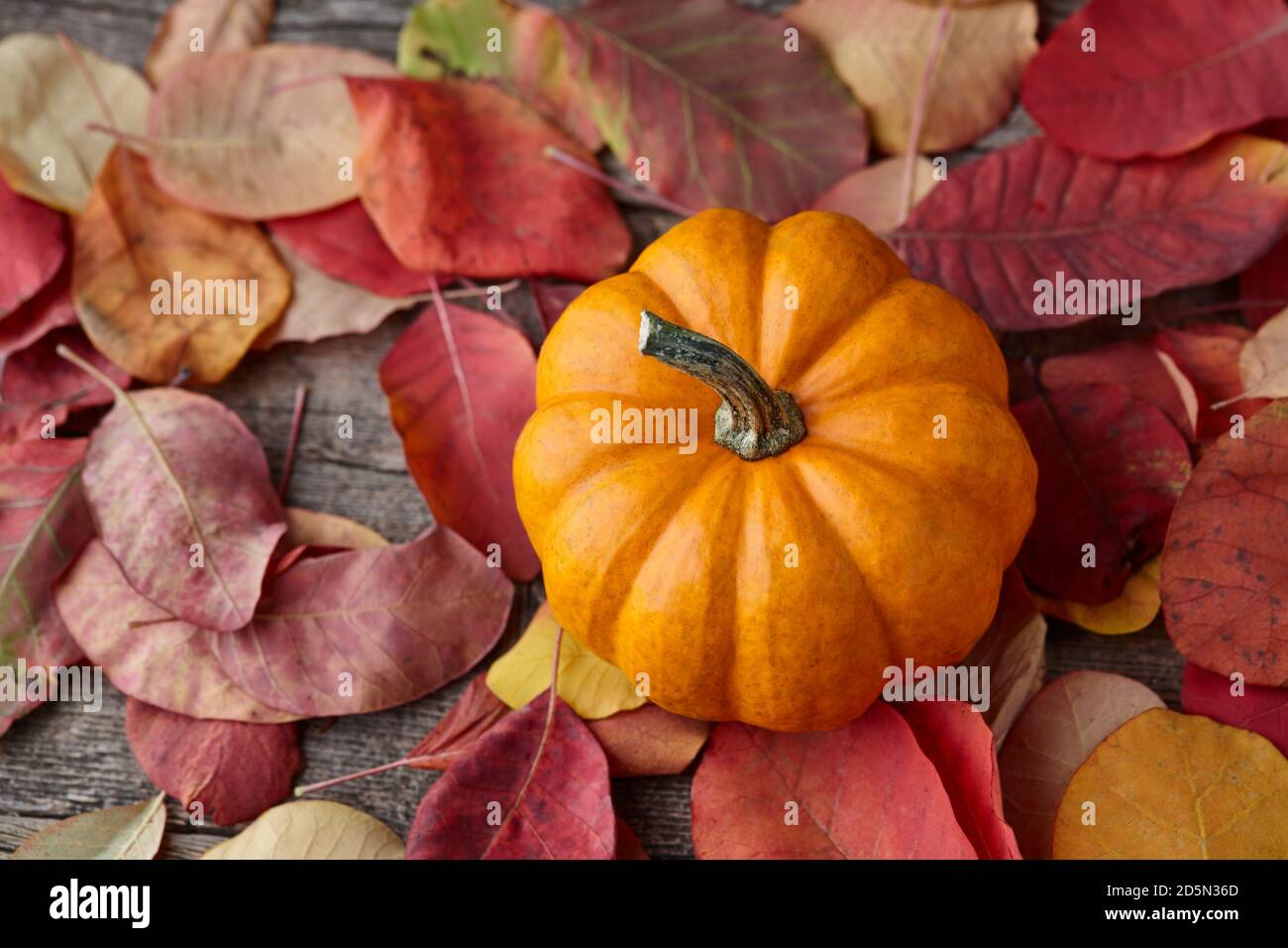 Schöne Mini-Kürbis und Herbstblätter auf Holzplanken Hintergrund Stockfoto