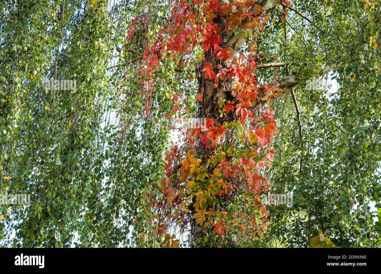 Die Bäume sind im Herbst am farbenprächtigsten und ich denke, sie sind auch die schönsten. Stockfoto