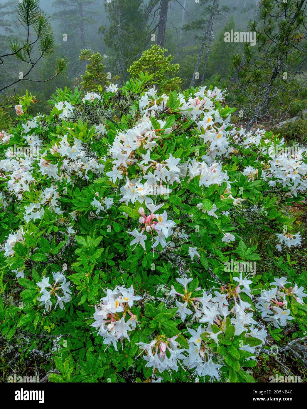 Western Azalea, Rhododendron Occidentale, Smith River National Recreation Area, Six Rivers National Forest, Del Norte County, Kalifornien Stockfoto