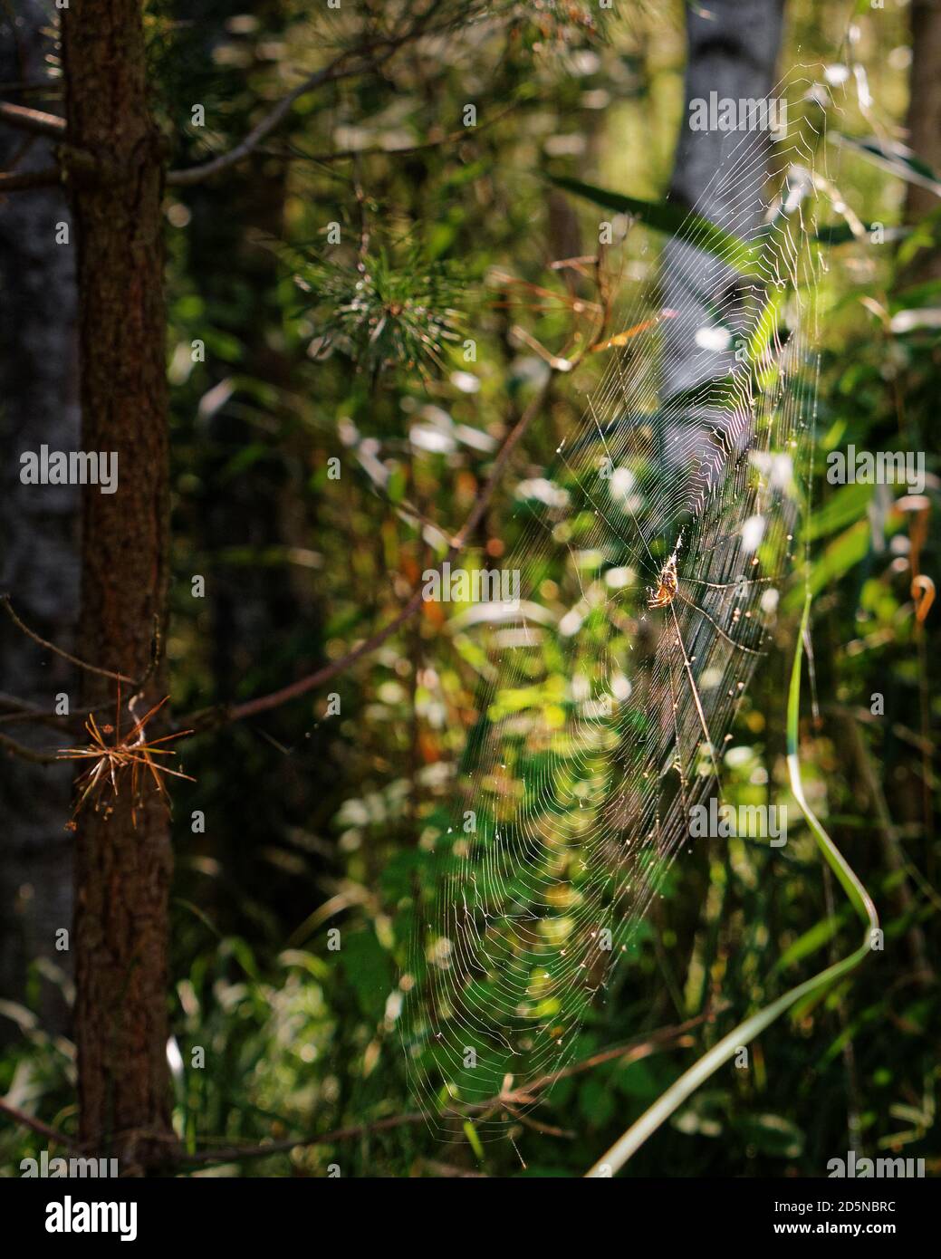 Ein Grosses Spinnennetz In Einem Baum Stockfotografie Alamy