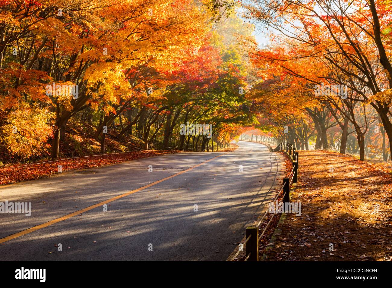 Herbstlandschaft. Bunte Ahornbaum Tunnel und Straße. Naejangsan-Nationalpark, Südkorea. Stockfoto