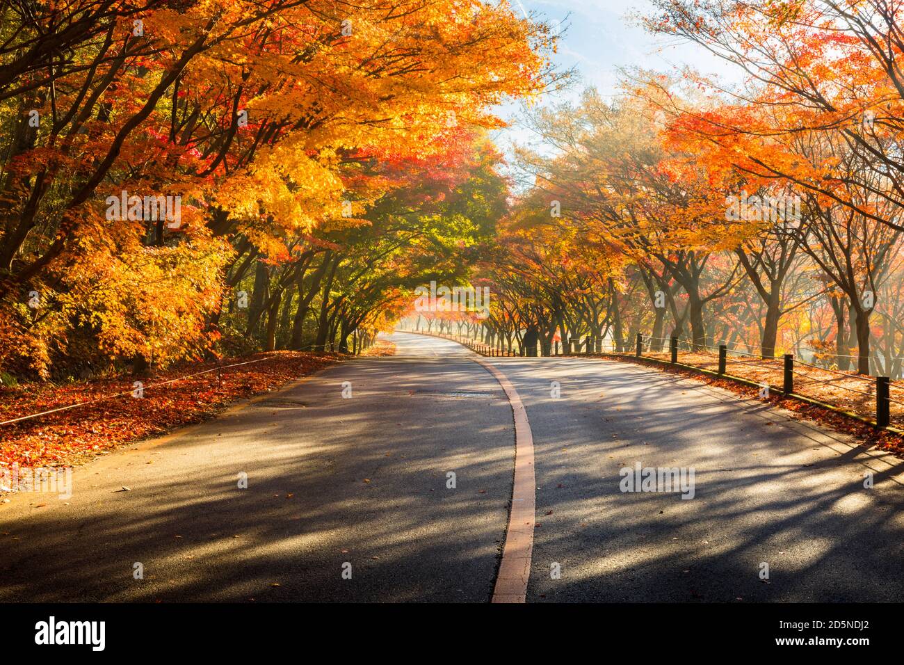 Herbstlandschaft. Bunte Ahornbaum Tunnel und Straße. Naejangsan-Nationalpark, Südkorea. Stockfoto