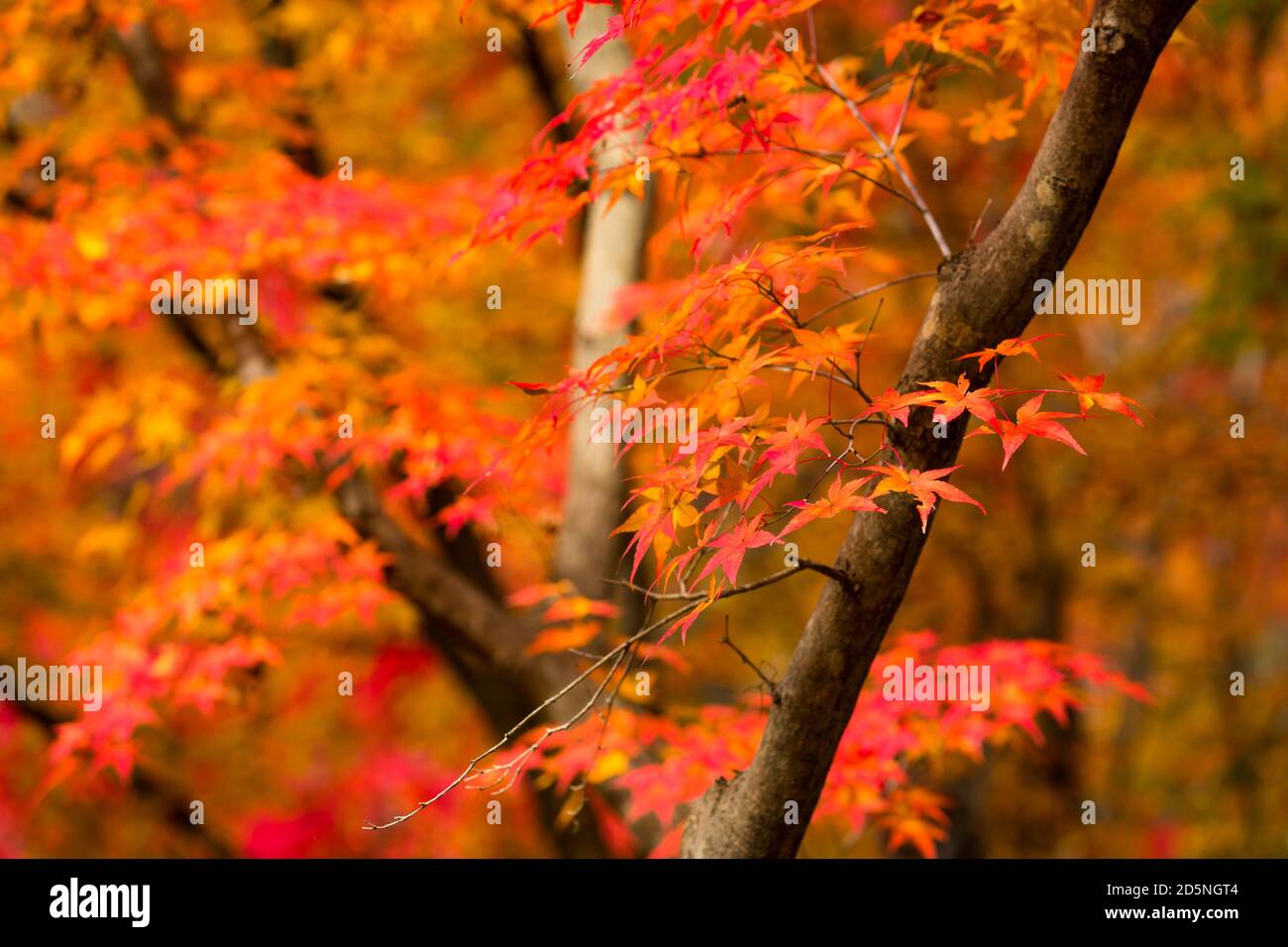 Herbst, Wald Hintergrund und schöne rote Ahornbäume. Naejangsan-Nationalpark, Südkorea. Stockfoto