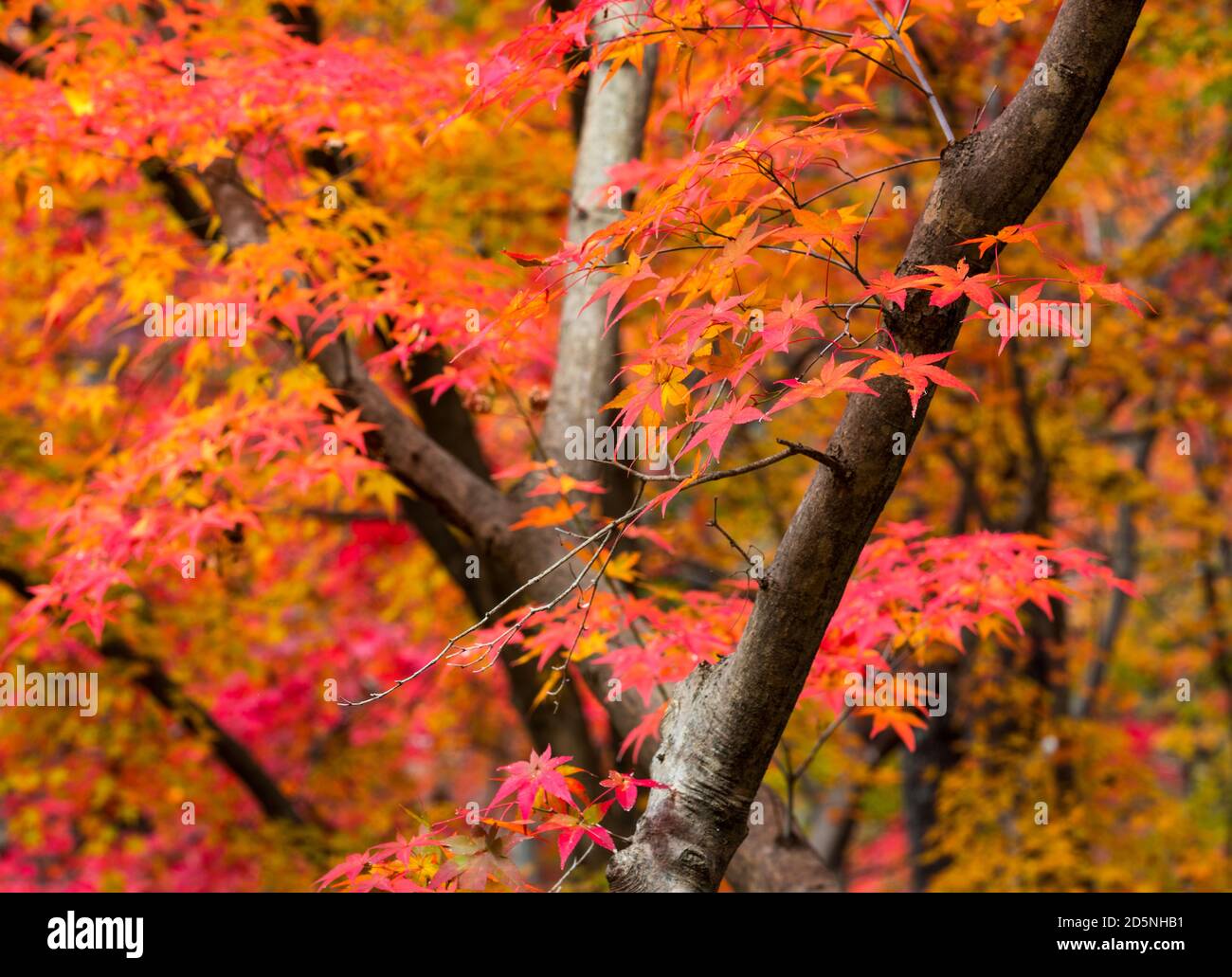 Herbst, Wald Hintergrund und schöne rote Ahornbäume. Naejangsan-Nationalpark, Südkorea. Stockfoto