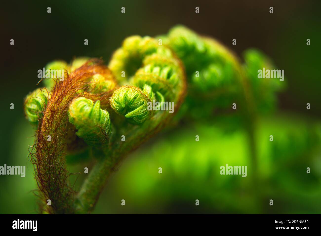 Nahaufnahme eines gewellten grünen Farnblattes Stockfoto