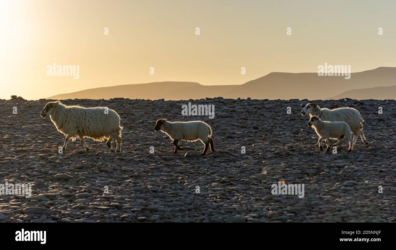 Schaffamilie beim Sonnenuntergang am Ring of Kerry, Irland. Schaffamilie im Abendlicht am Rossbeigh Strand, Irland. Stockfoto