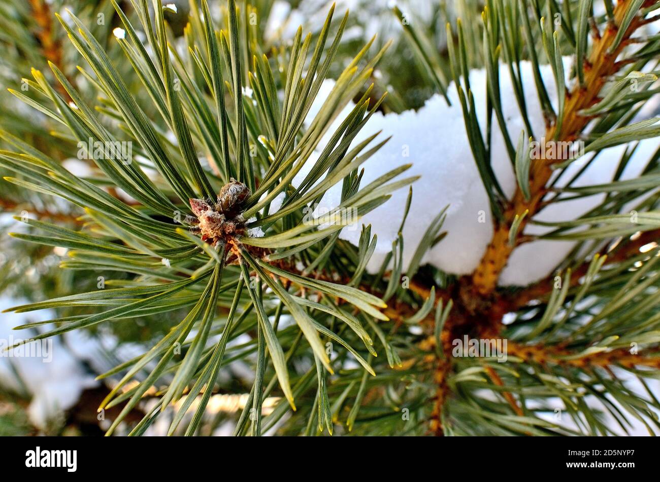 Nahaufnahme eines mit Schnee bedeckten Kiefernzweiges im Winter in Siebenbürgen. Stockfoto