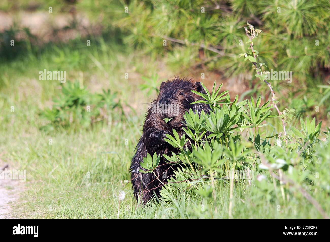 Biberkopf Nahaufnahme Profil Ansicht versteckt hinter Laub und Blätter mit braunem Fell, Kopf, nasses Fell in seinem Lebensraum und Umgebung. Beaver-Bild. Stockfoto