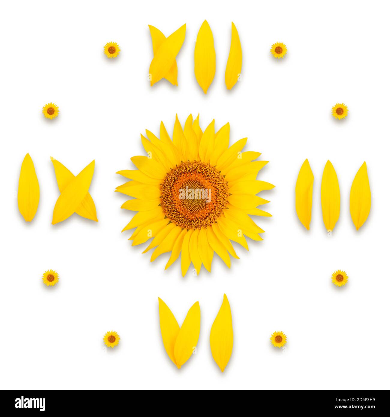 Sonnenblumen-Zifferblatt auf weißem Hintergrund, isolieren Stockfoto