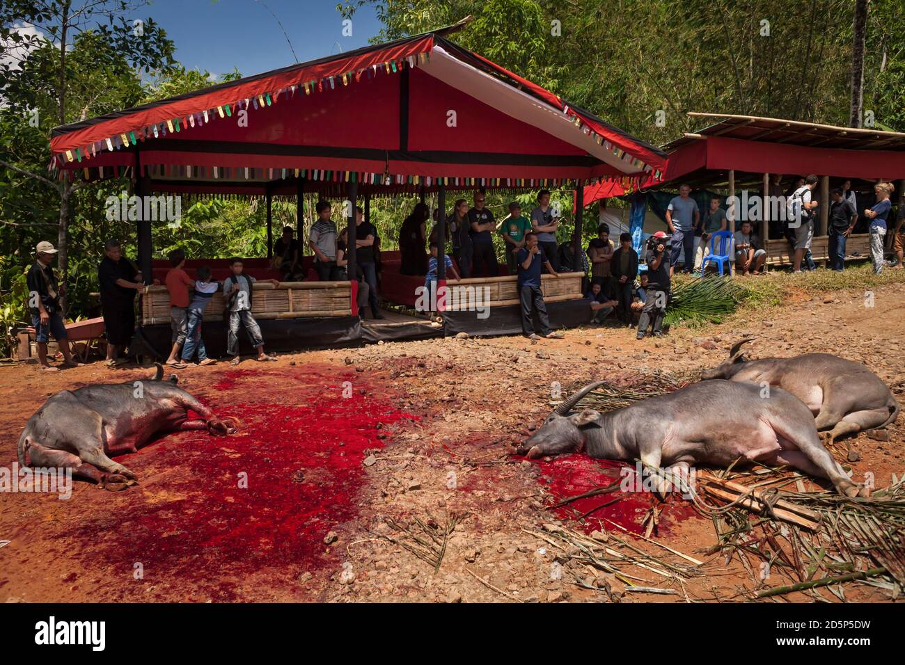 Horizontale Aufnahme einiger Menschen, die an einem Torajan-Trauerritual mit drei geschlachteten Wasserbüffeln im Dorf Kanuruan Viesta auf Sulawesi teilnahmen Stockfoto