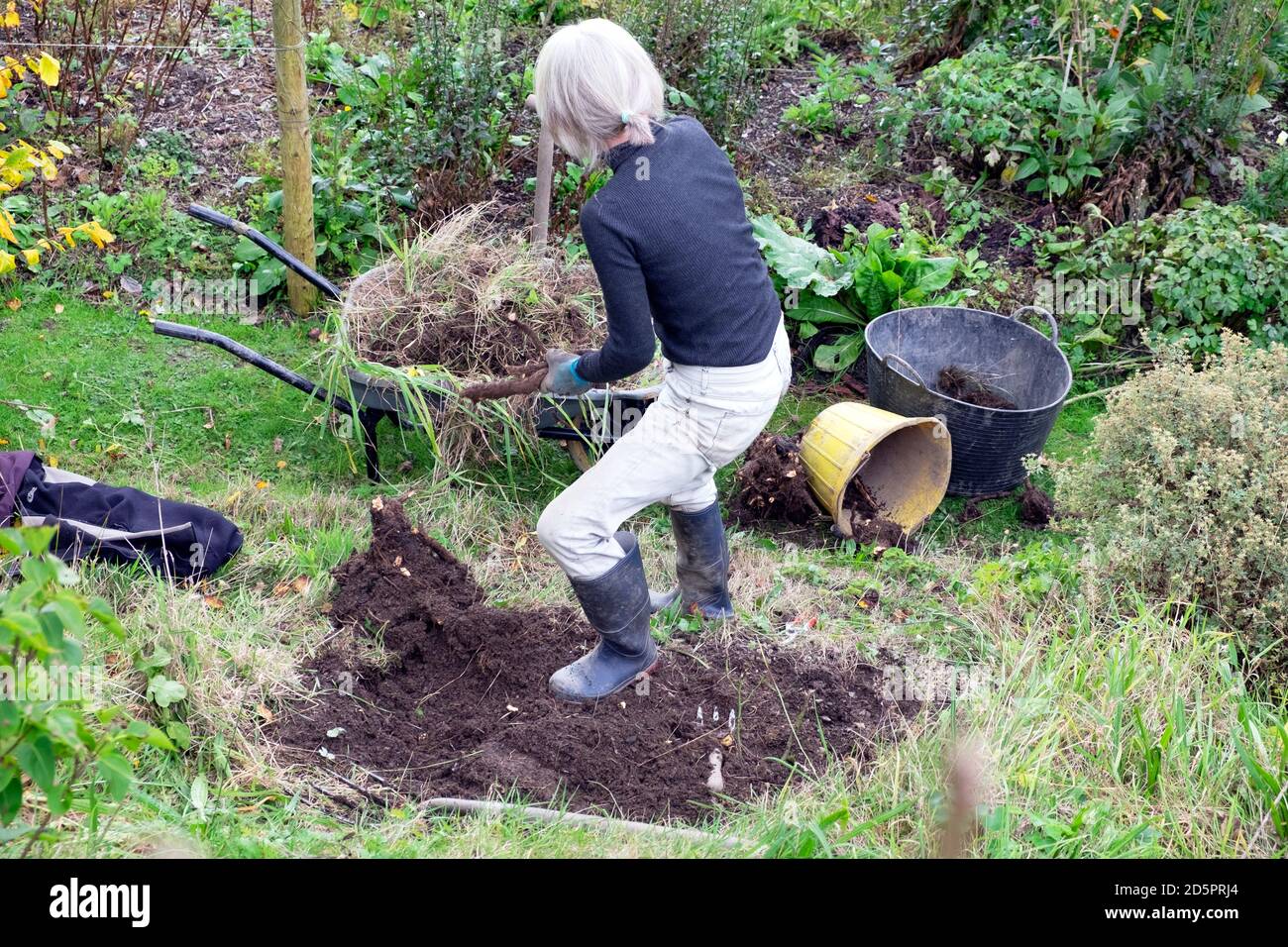 Rückansicht einer Frau, die im Herbst im Garten grabt Und Jäten, um einen mehrjährigen Strauch in Carmarthenshire Wales Pflanzen Großbritannien KATHY DEWITT Stockfoto