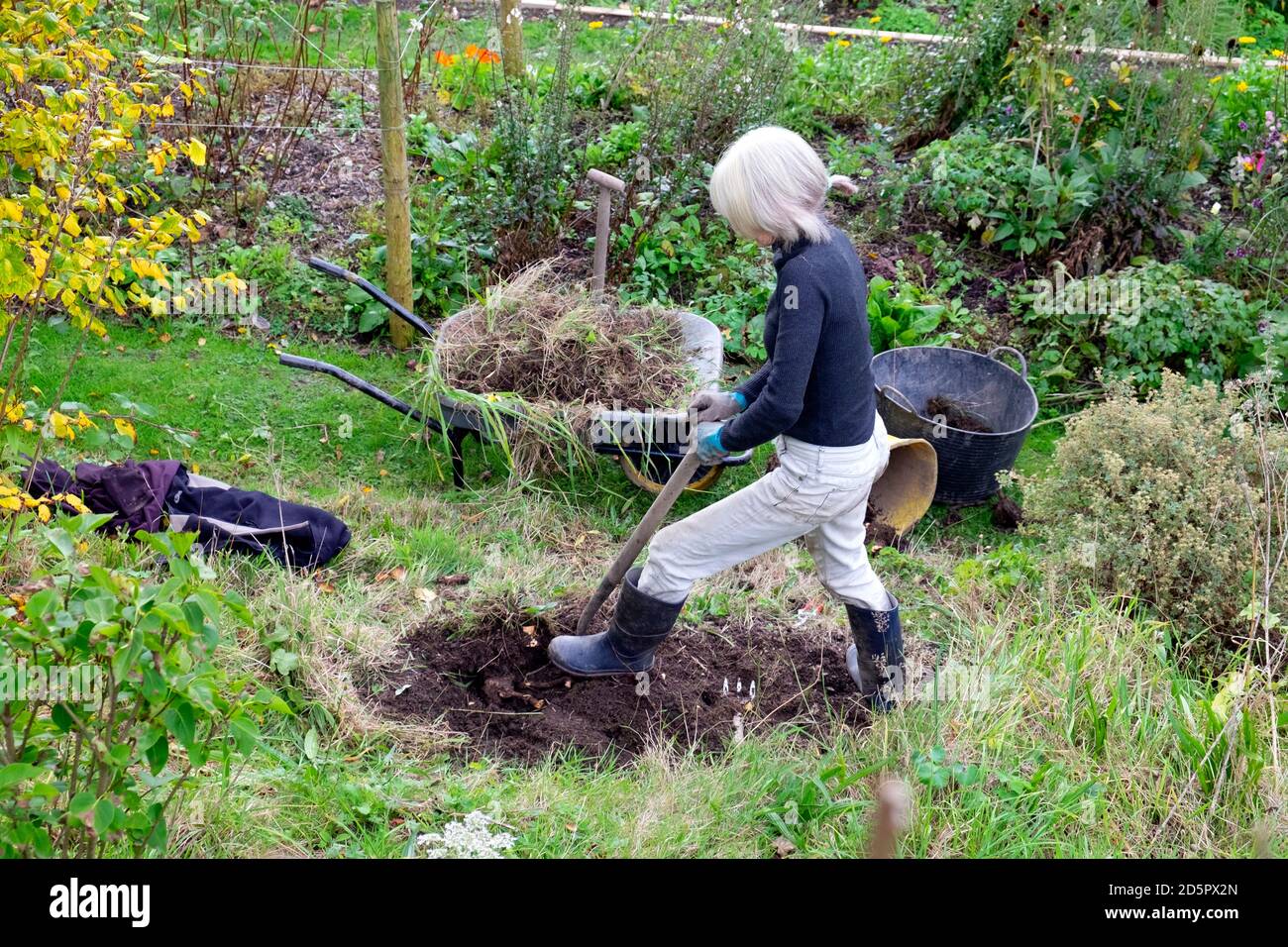 Ältere ältere Frau, die im Garten einen alten Stumpf ausgräbt Herbst und Unkrautbildung zu Pflanzen einen anderen Strauch Carmarthenshire Wales UK Großbritannien KATHY DEWITT Stockfoto