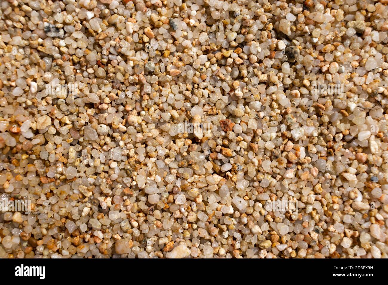 Große Kristalle aus sauberem Meerstrandsand. Makrofotografie (Photomakrographie, Makrofotografie) Stockfoto