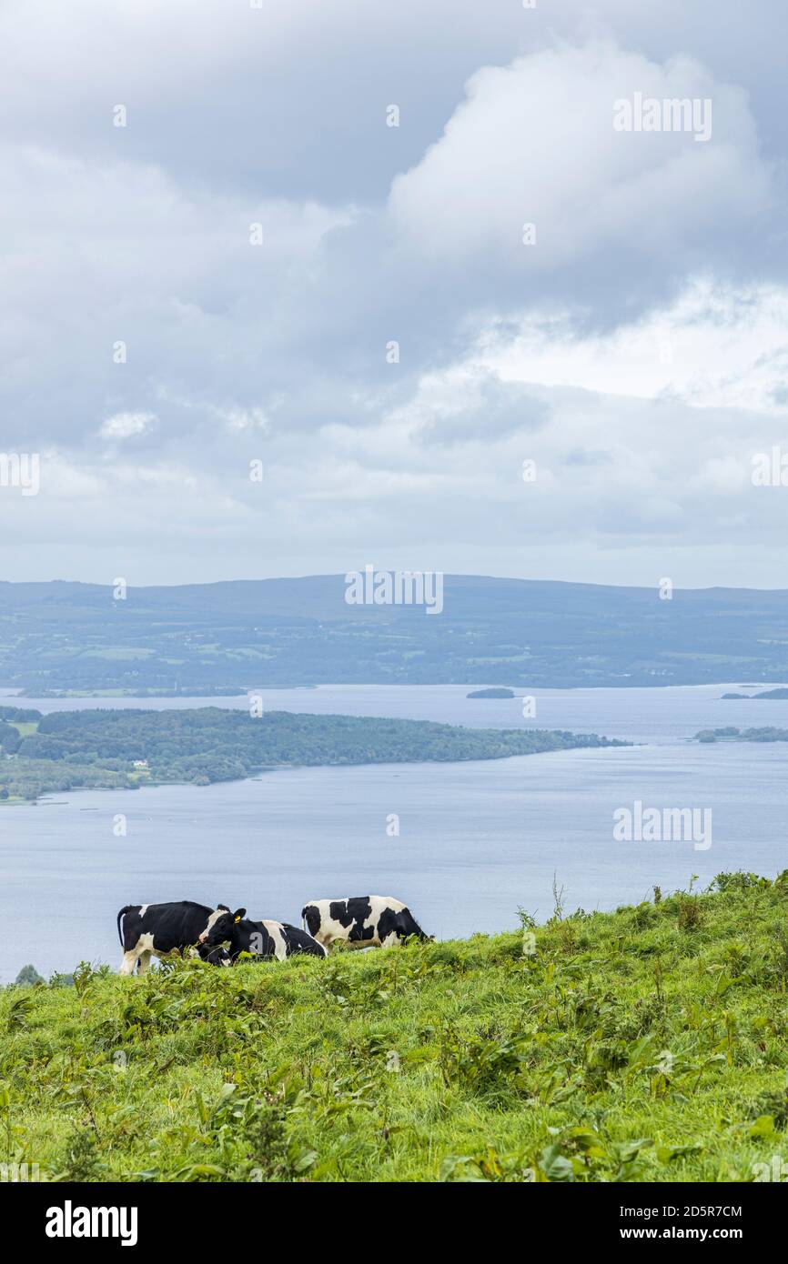 Kühe grasen am Hang oberhalb des Lough Derg von Tountinna, Tonn Toinne, in den ARRA Mountains am Lough Derg Way, County Tipperary, Irland Stockfoto