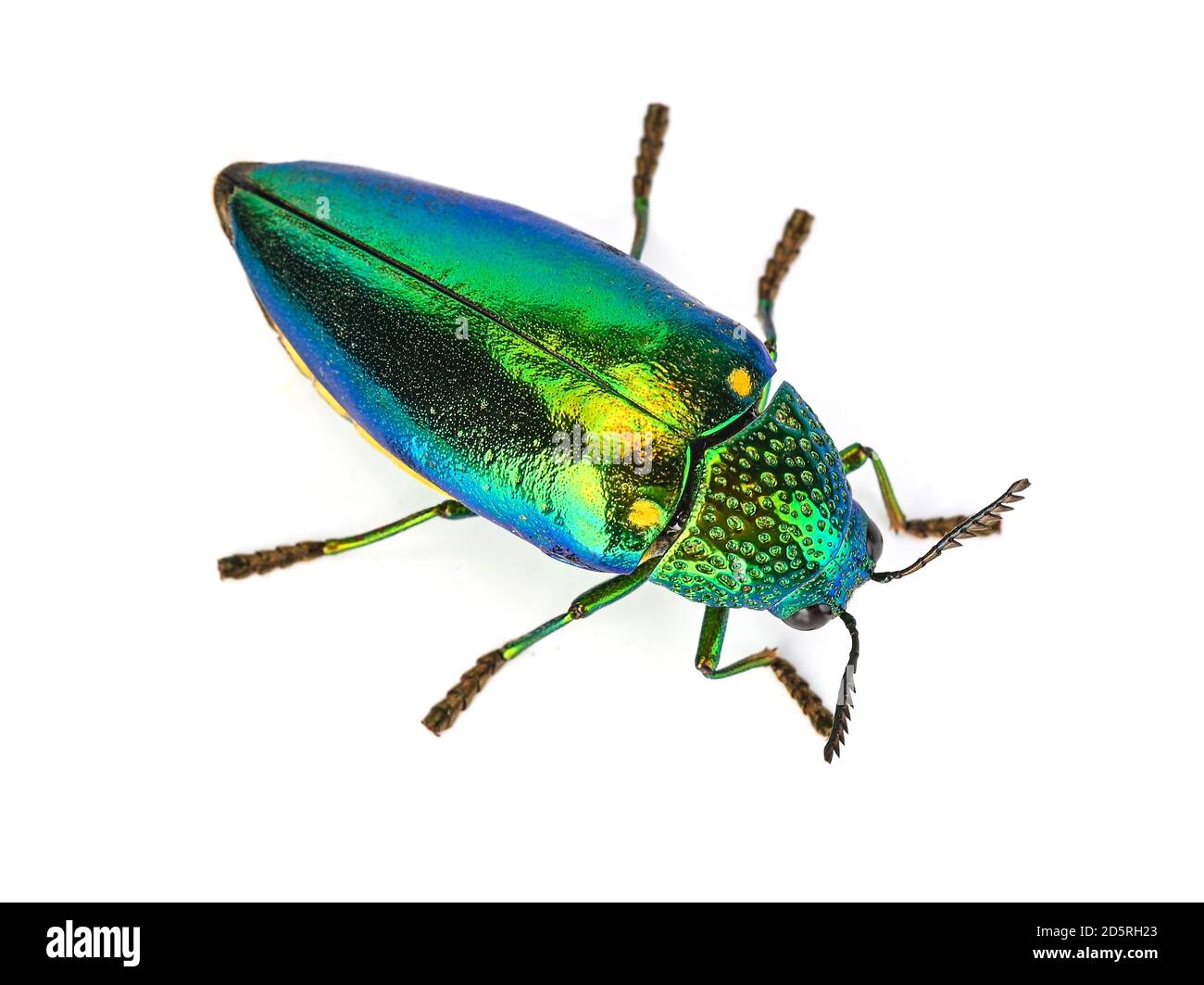 Draufsicht auf Buprestidae isoliert auf weißem Hintergrund Stockfoto