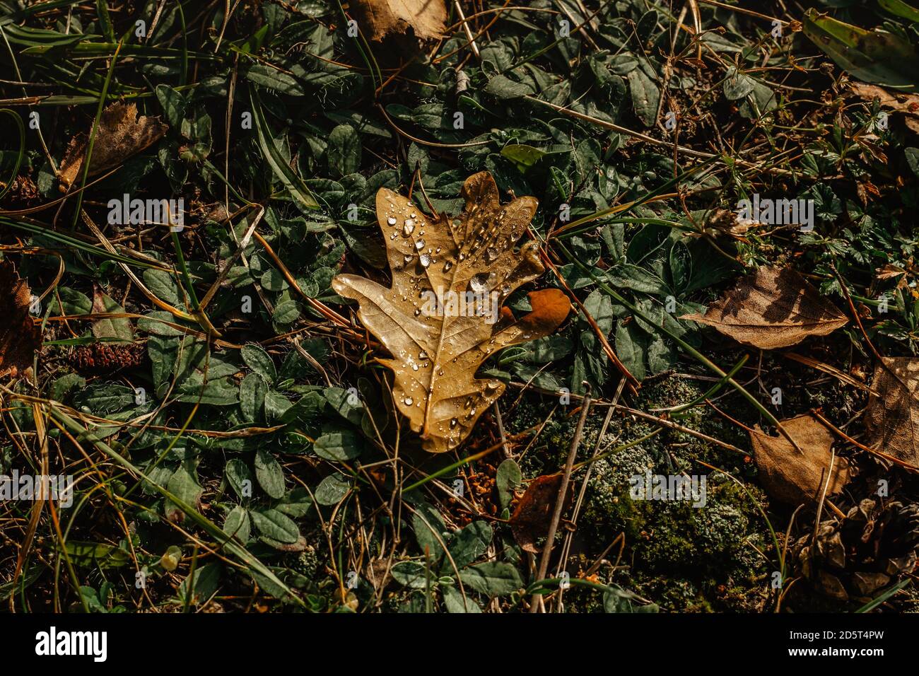 Herbstbraunes Blatt mit Tropfen von frischem klarem Wasser auf der Wiese. Natürlicher dunkelgrüner Hintergrund. Foto von Reinheit Frische Natur, Ökologie, Erde Tag s Stockfoto