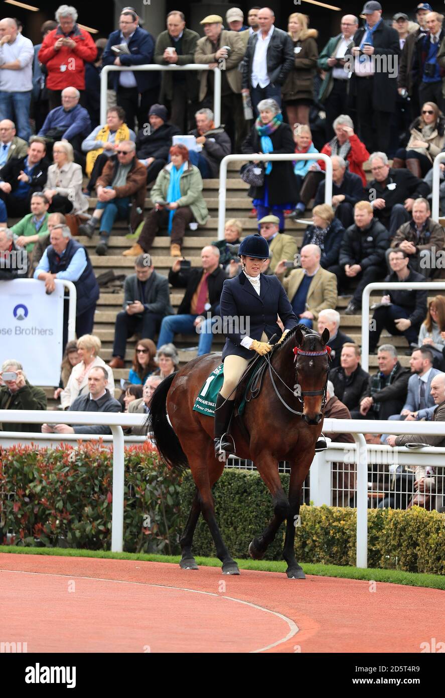 Hüten Sie sich bei der Umschulung vor dem Kreidepfuchs im Paradering Der Racehorses Parade während des Tages einer der 2017 Cheltenham Festival Stockfoto