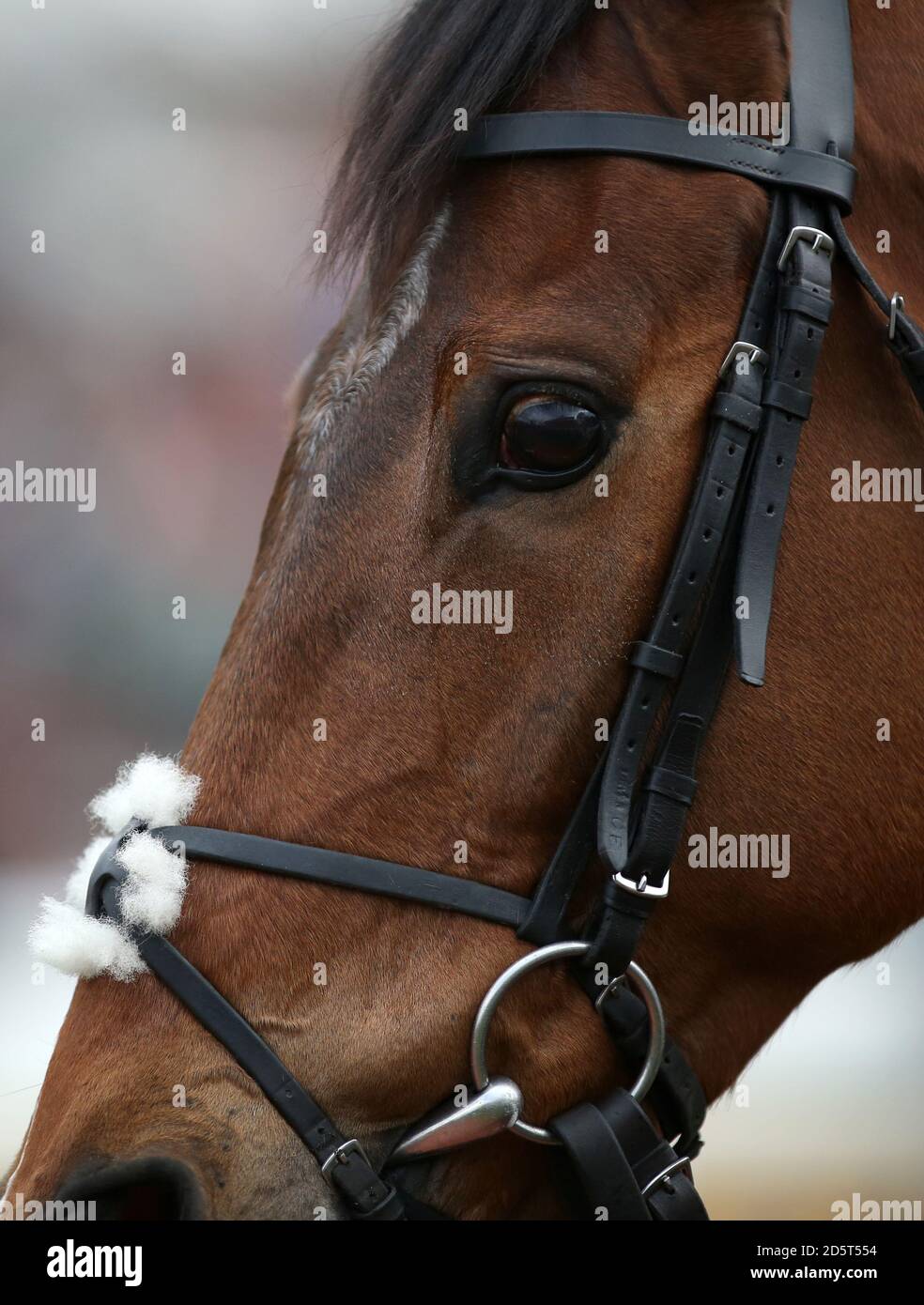 Ein Pferd im Paradering während des St. Patrick's Day Des Cheltenham Festivals 2017 Stockfoto