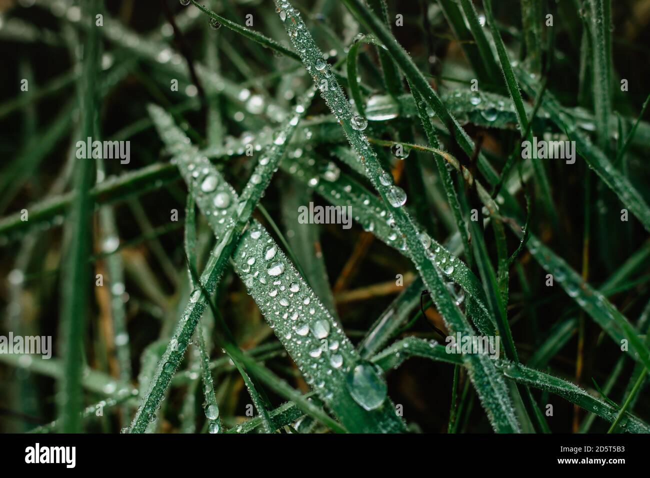 Grünes Gras auf der Wiese mit Tropfen von frischem klarem Wassertau am Morgen. Natürlicher grüner Hintergrund. Einfache abstrakte verschwommene Hintergrund kopieren Raum.Foto Stockfoto